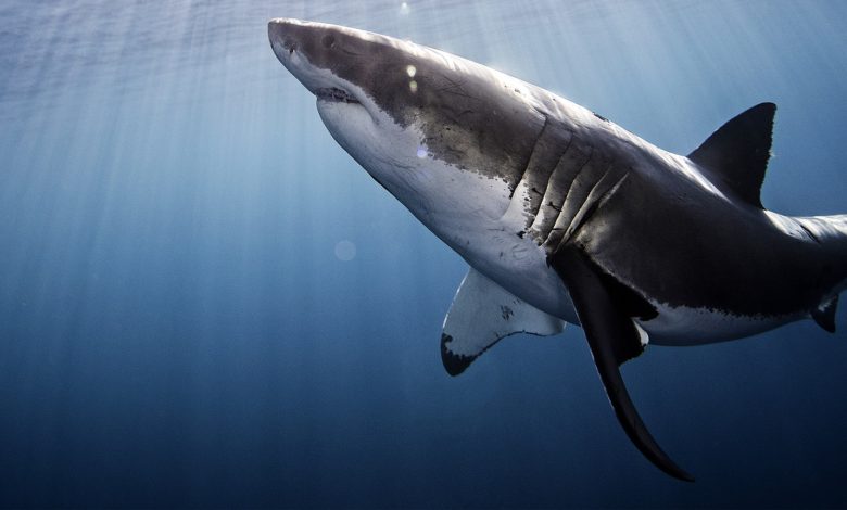 Photo of Žraloci i letos v srpnu připlují na Discovery Channel