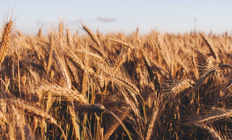 Cena komodity pšenice je velmivysoká